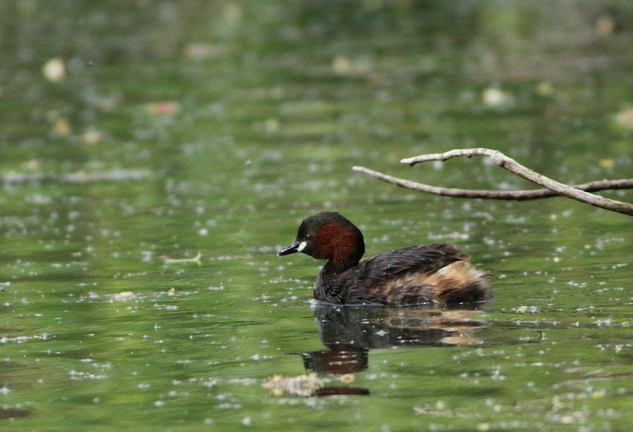 Little Grebe