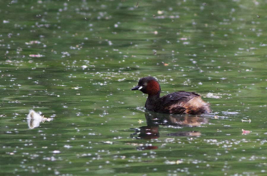 Little Grebe