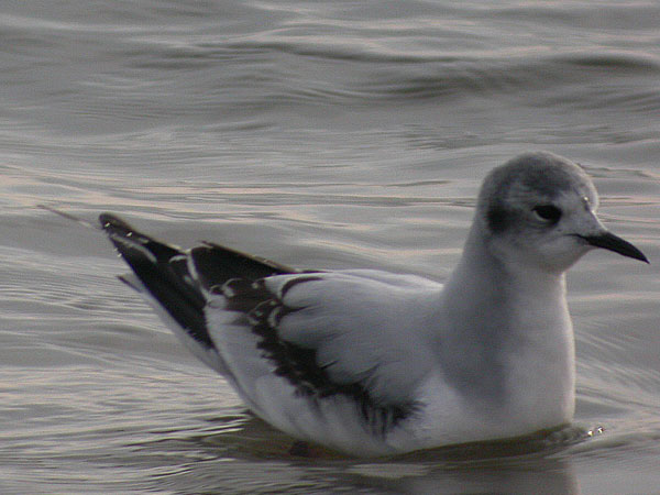 Little Gull