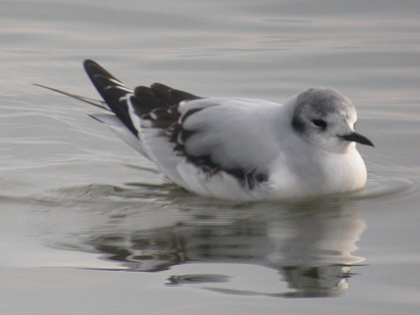Little Gull