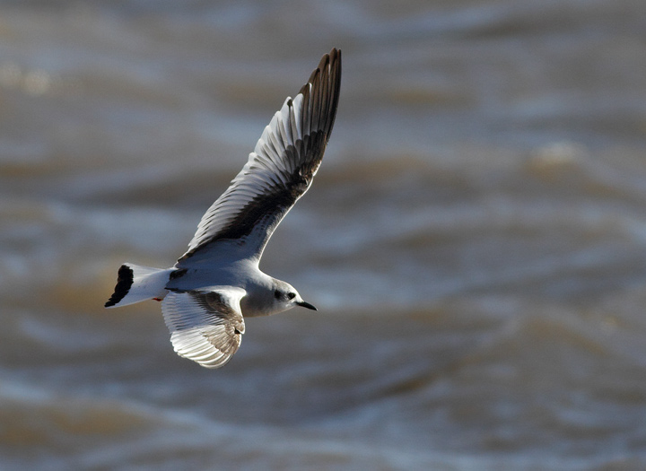 Little Gull