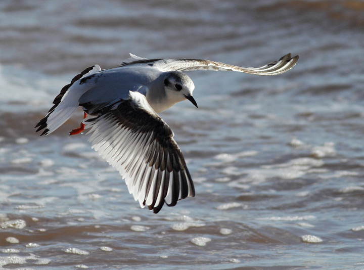 Little Gull
