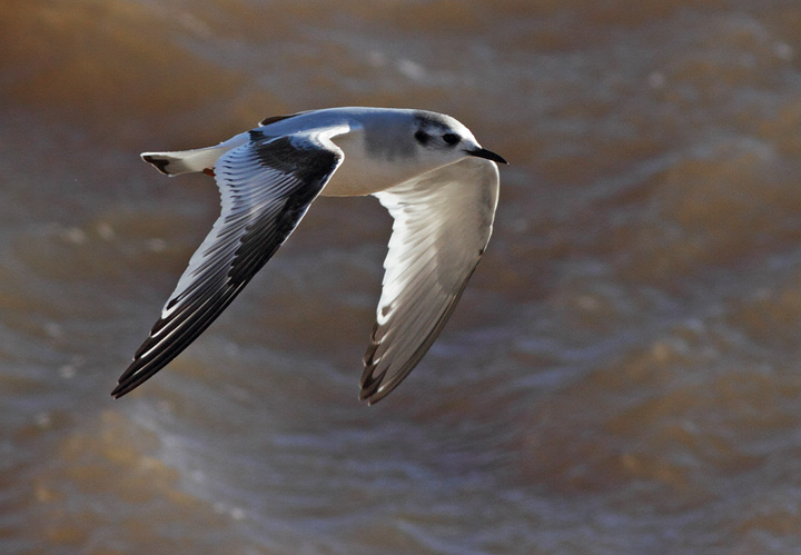 Little Gull