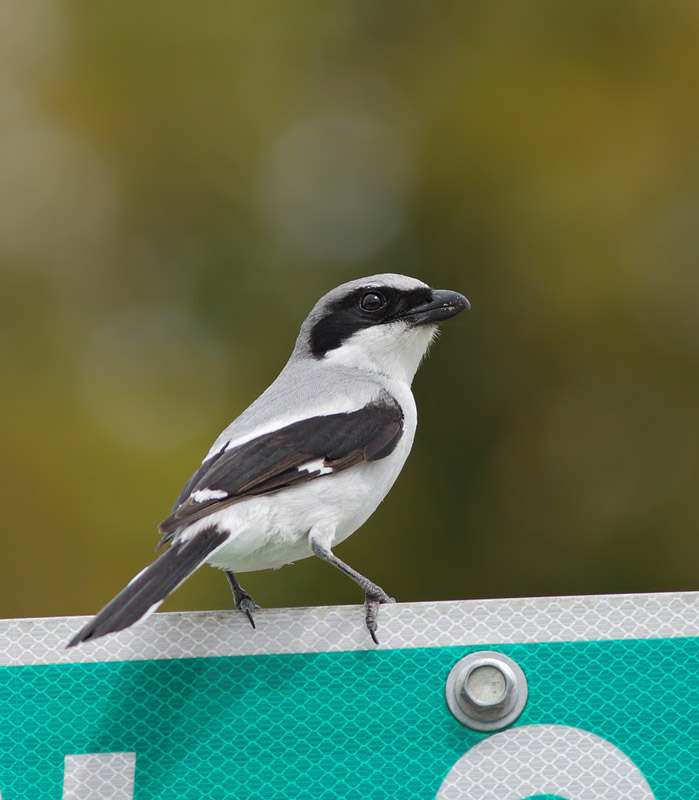 Loggerhead Shrike