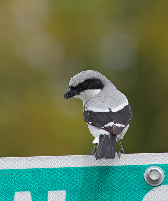 Loggerhead Shrike