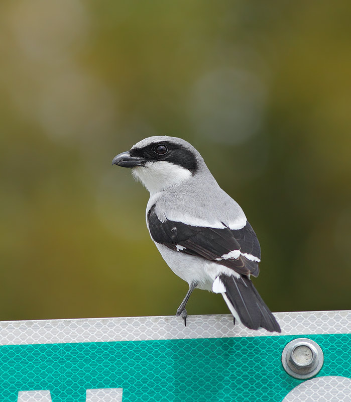 Loggerhead Shrike
