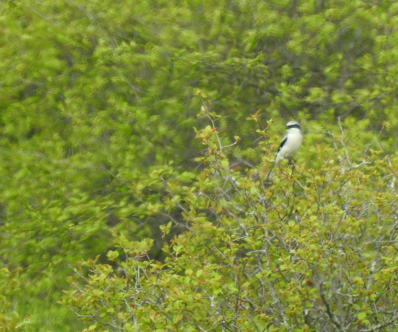 Loggerhead Shrike