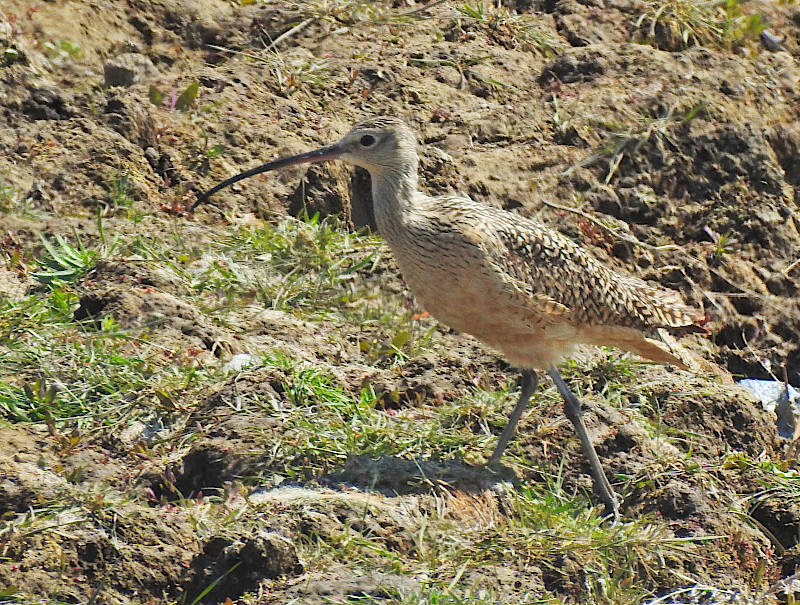 Long-billed Curlew