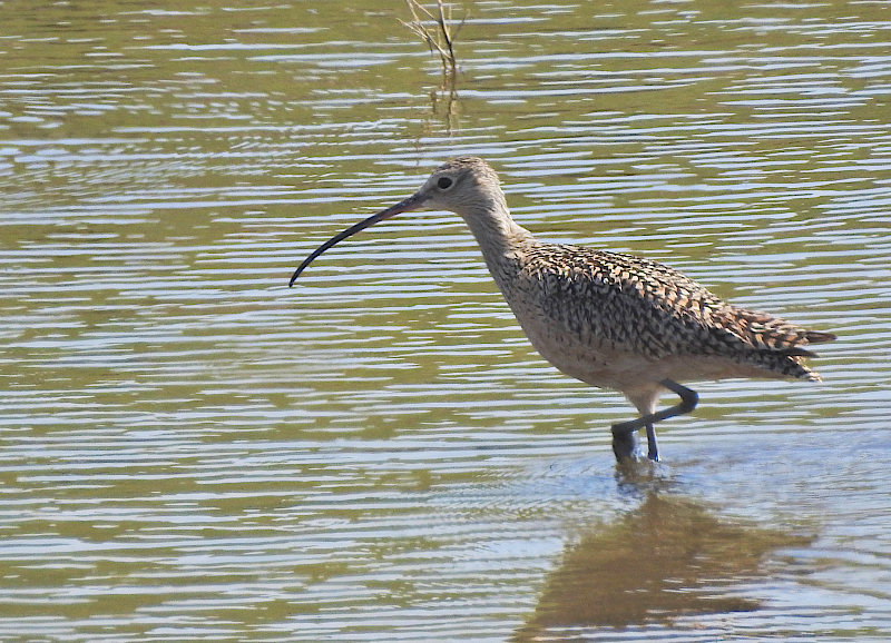 Long-billed Curlew