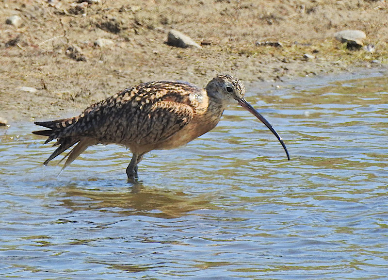 Long-billed Curlew