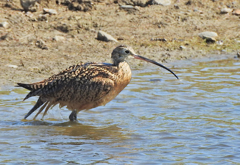 Long-billed Curlew