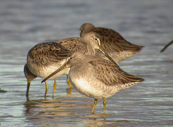 Long-billed Dowitcher