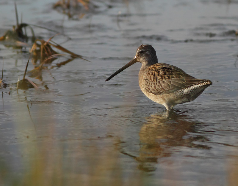 Long-billed Dowitcher