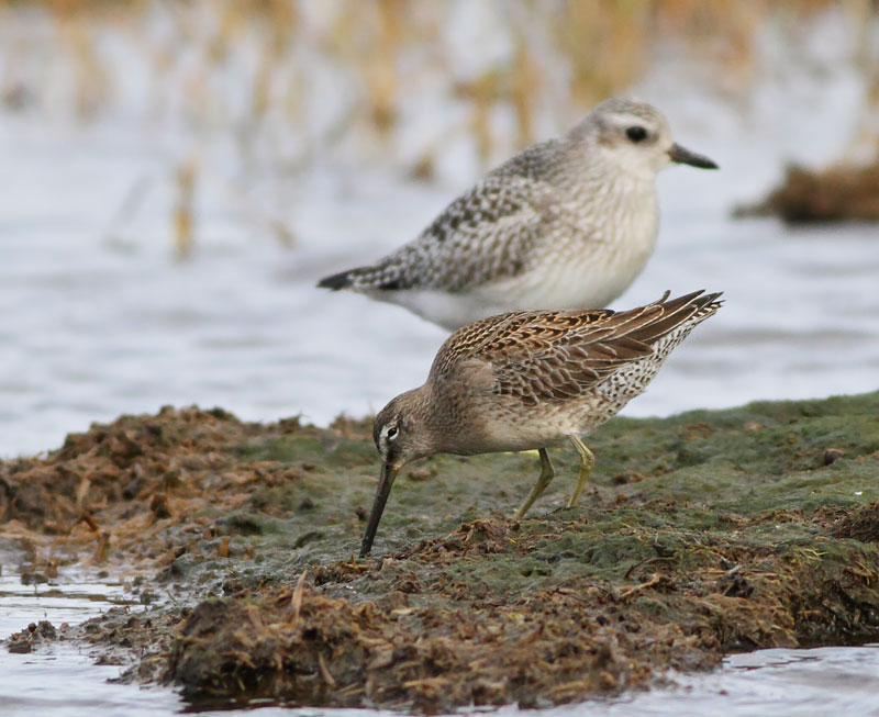 Long-billed Dowitcher