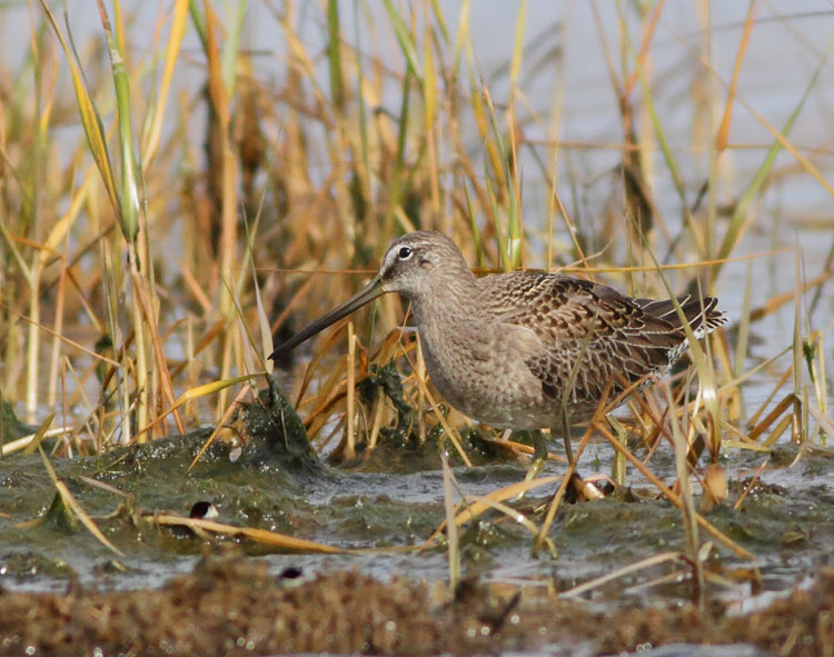 Long-billed Dowitcher