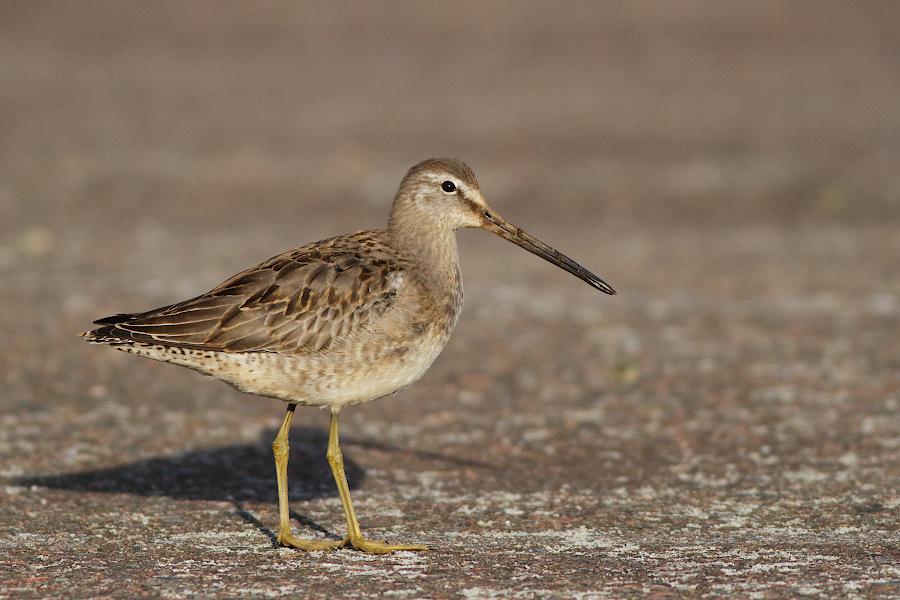 Long-billed Dowitcher