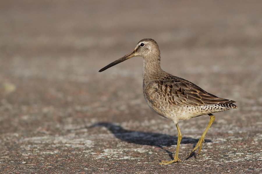 Long-billed Dowitcher