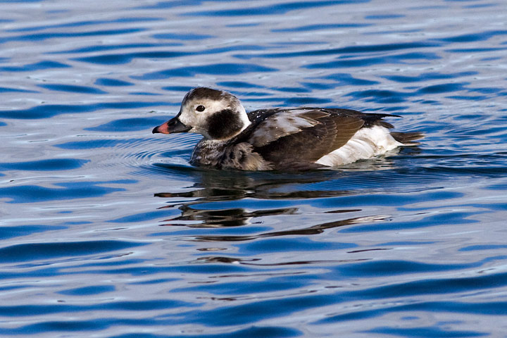 Long-tailed Duck