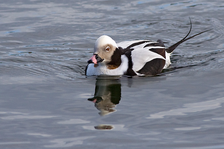 Long-tailed Duck