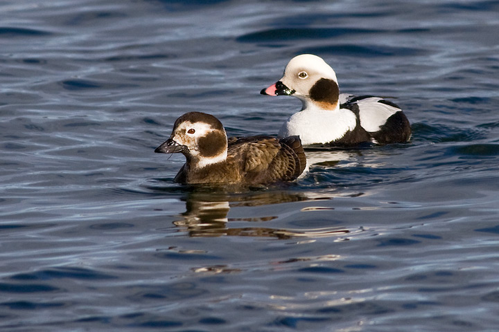 Long-tailed Duck