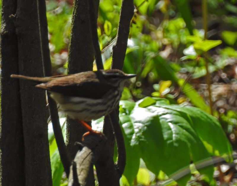 Louisiana Waterthrush