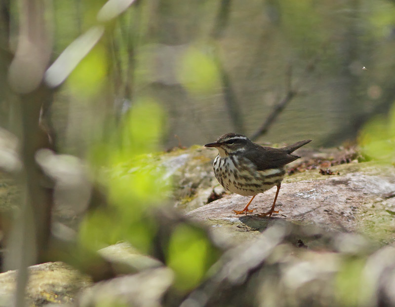 Louisiana Waterthrush