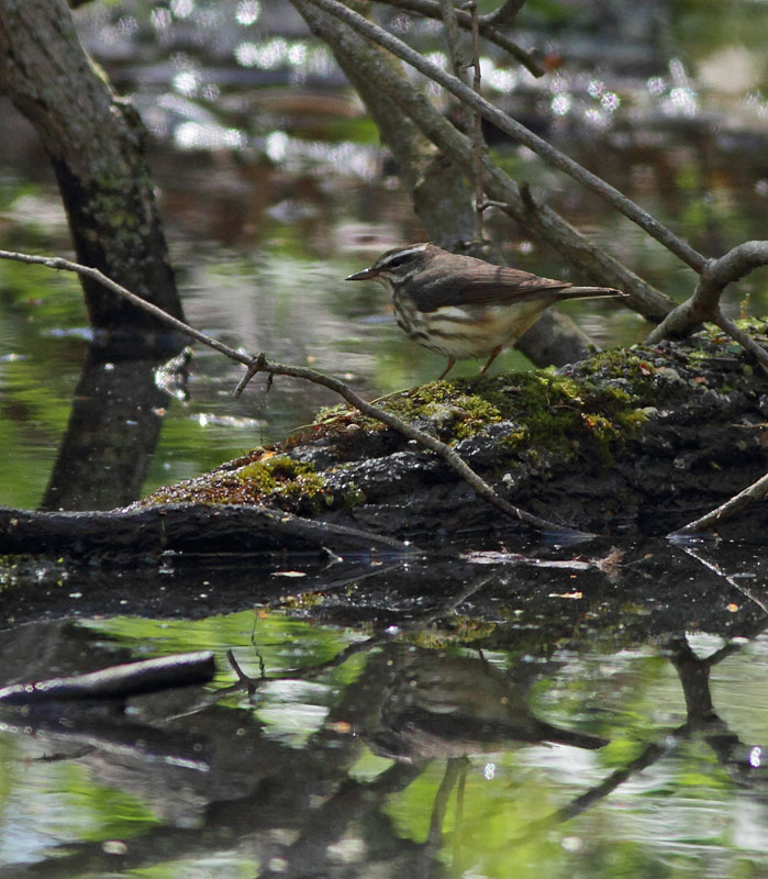 Louisiana Waterthrush