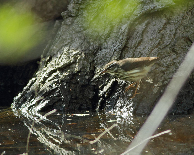 Louisiana Waterthrush