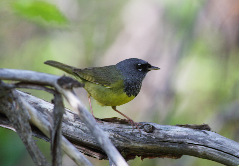 MacGillivray's Warbler