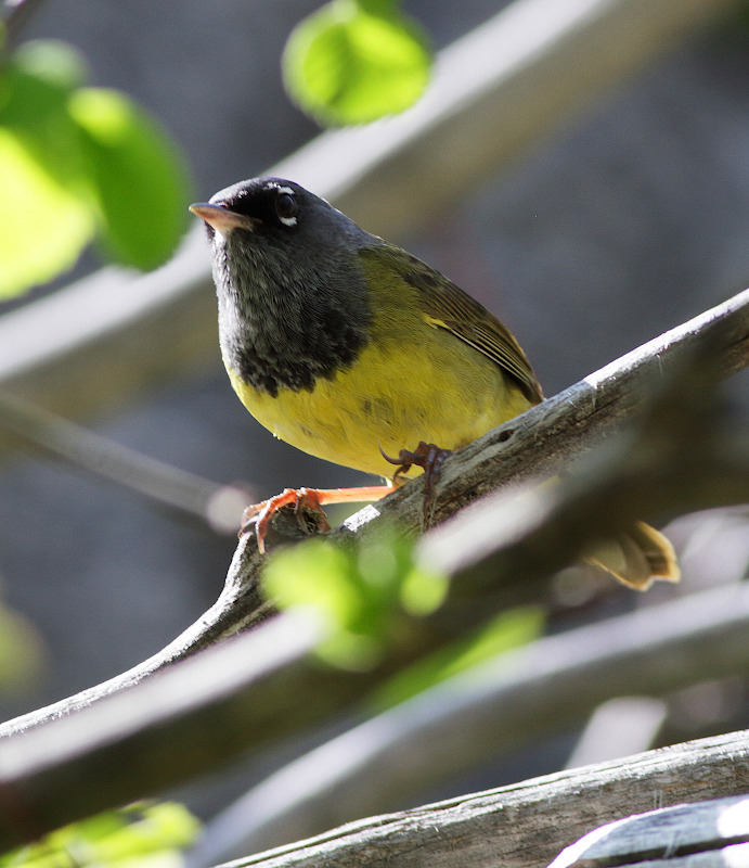 MacGillivary's Warbler