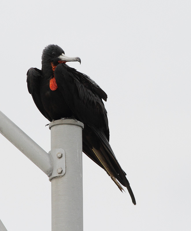 Magnificent Frigatebird