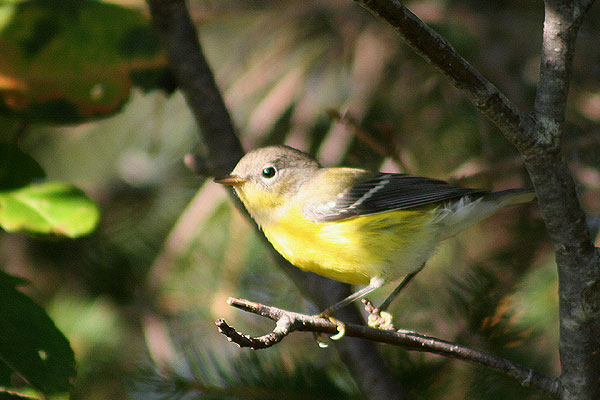 Magnolia Warbler
