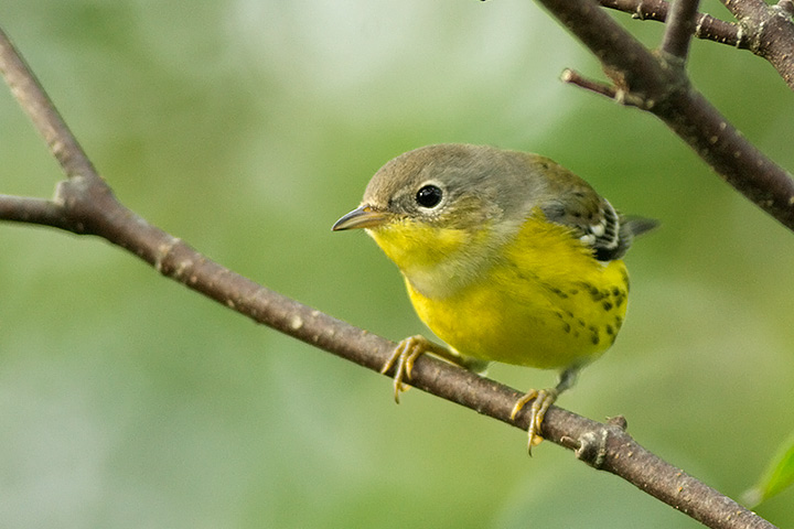 Magnolia Warbler