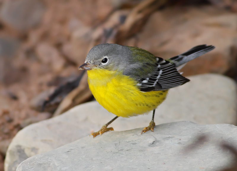 Magnolia Warbler