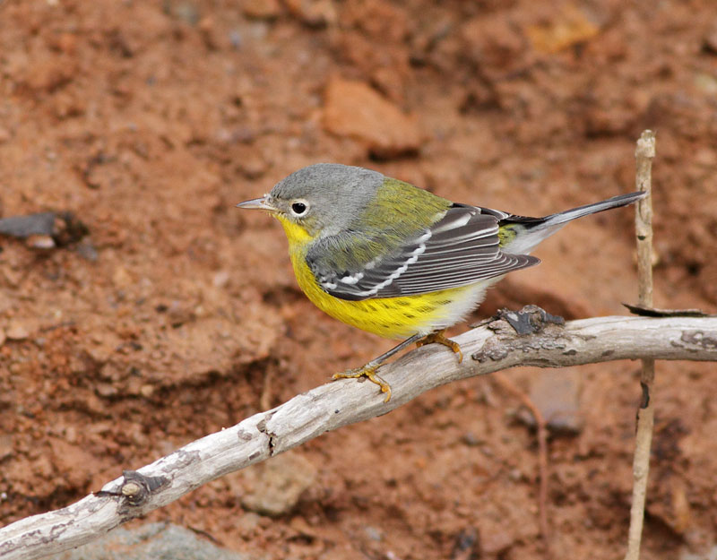 Magnolia Warbler