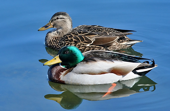 Mallard