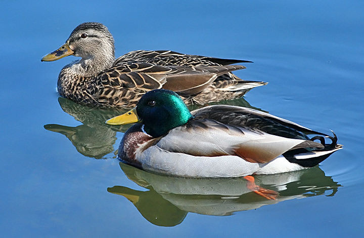 Mallard