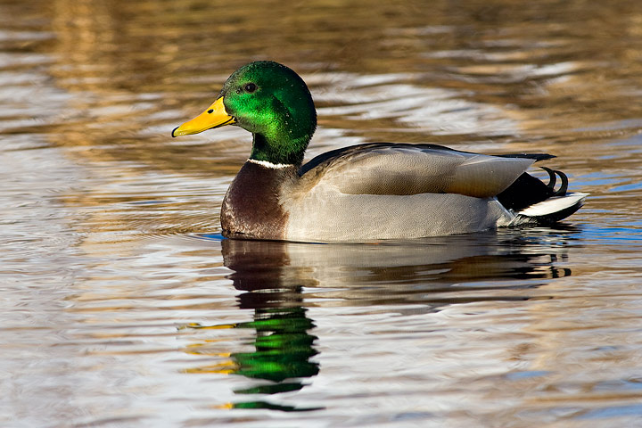 Mallard