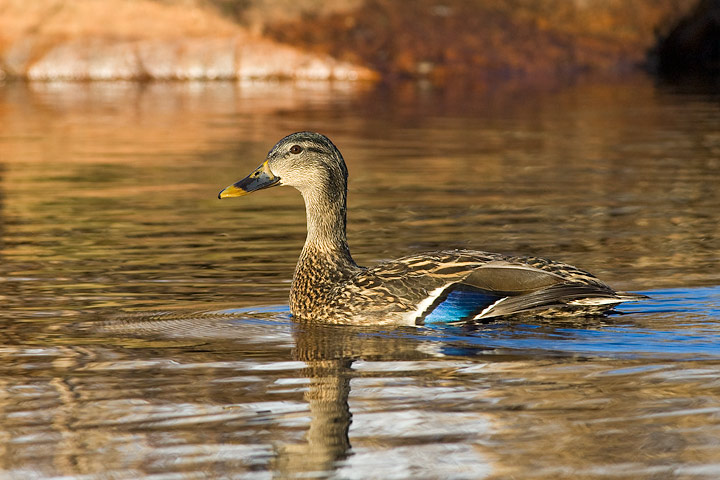 Mallard