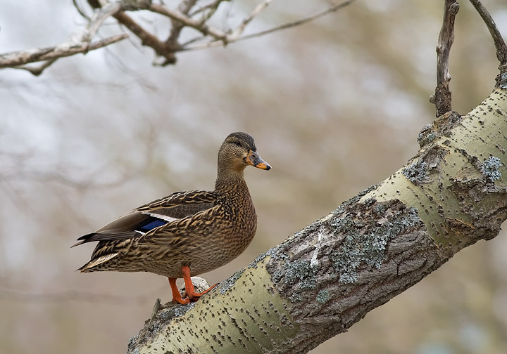 Mallard