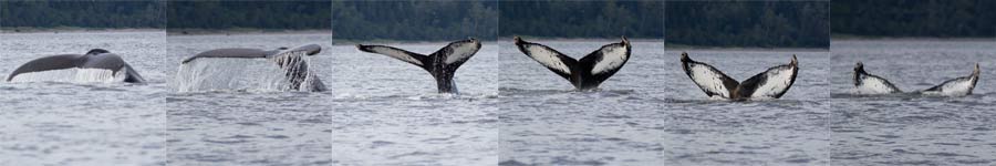 Humpback Whale tails