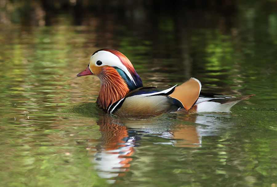 Mandarin Duck