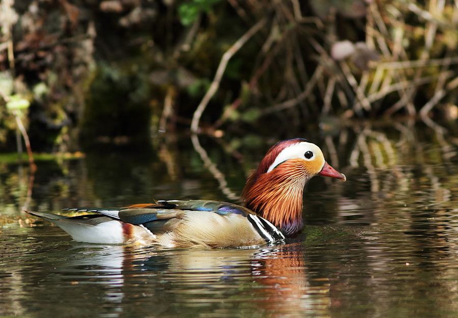 Mandarin Duck