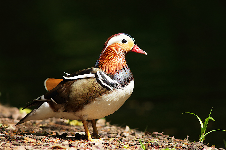 Mandarin Duck