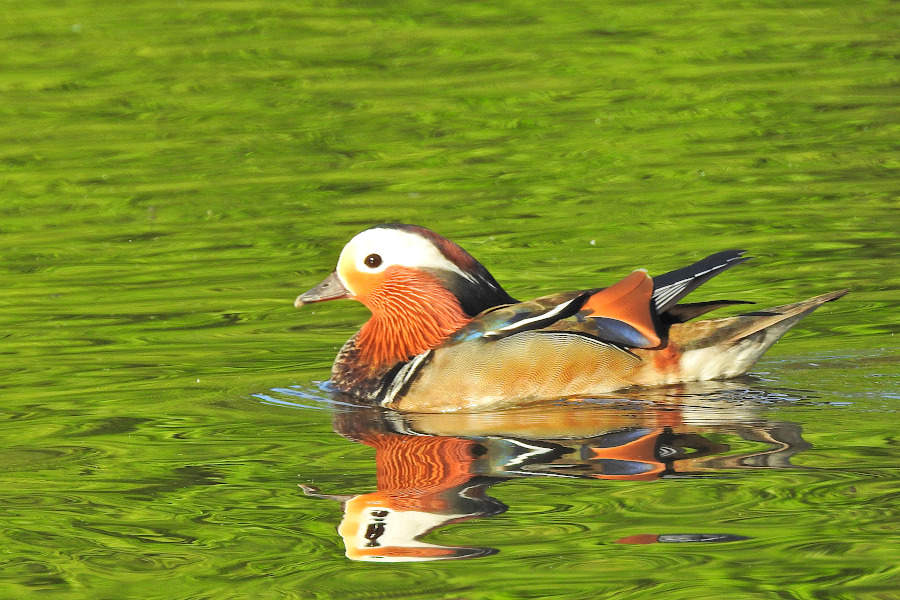 Mandarin Duck