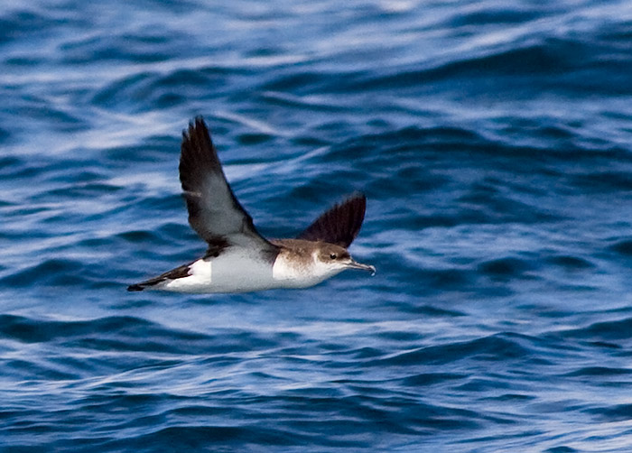 Manx Shearwater