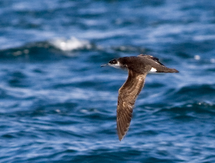 Manx Shearwater