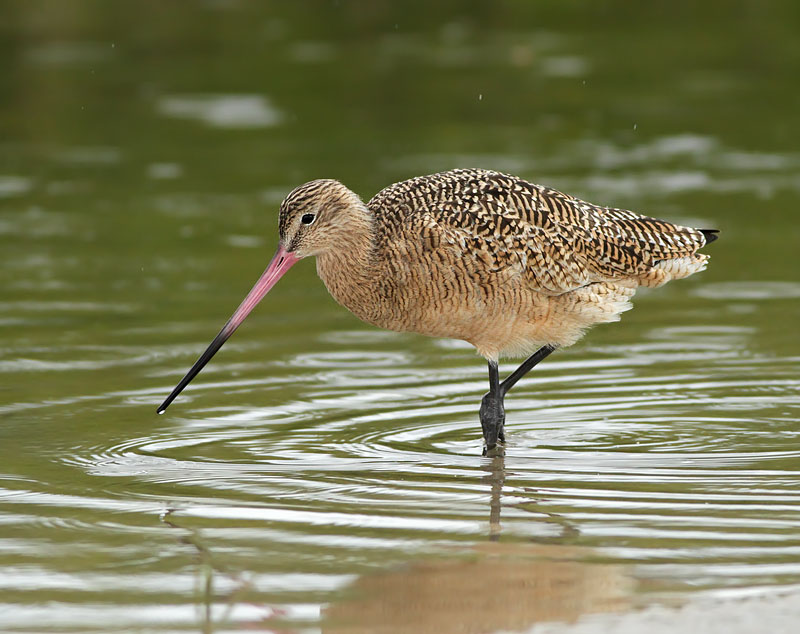 Marbled Godwit