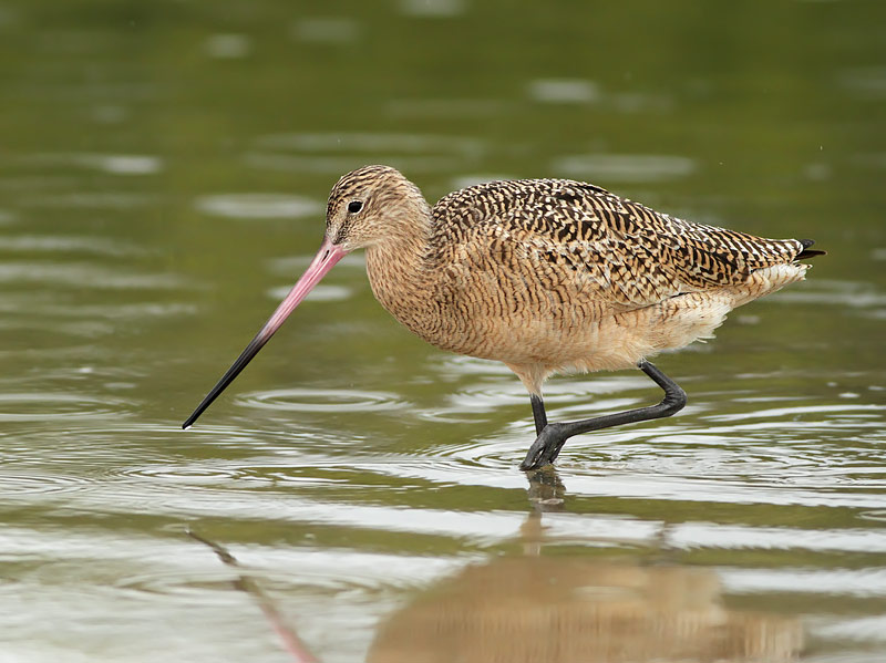 Marbled Godwit