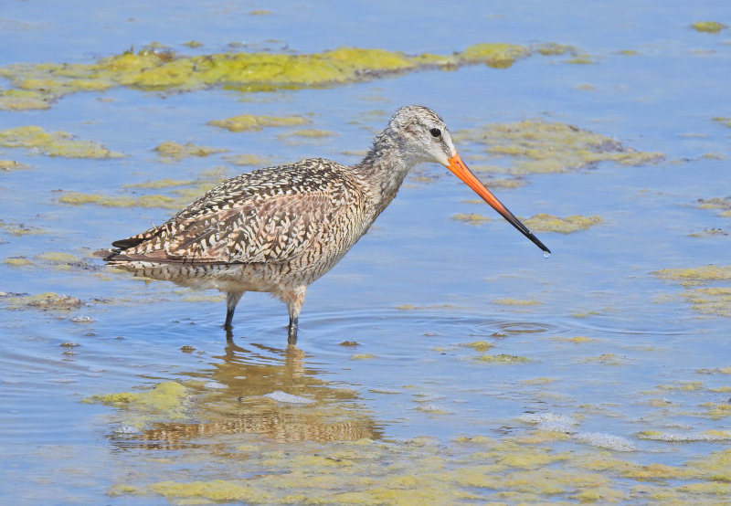 Marbled Godwit